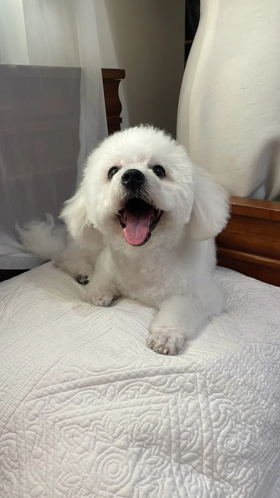 A freshly groomed white Bichon dog smiling happily