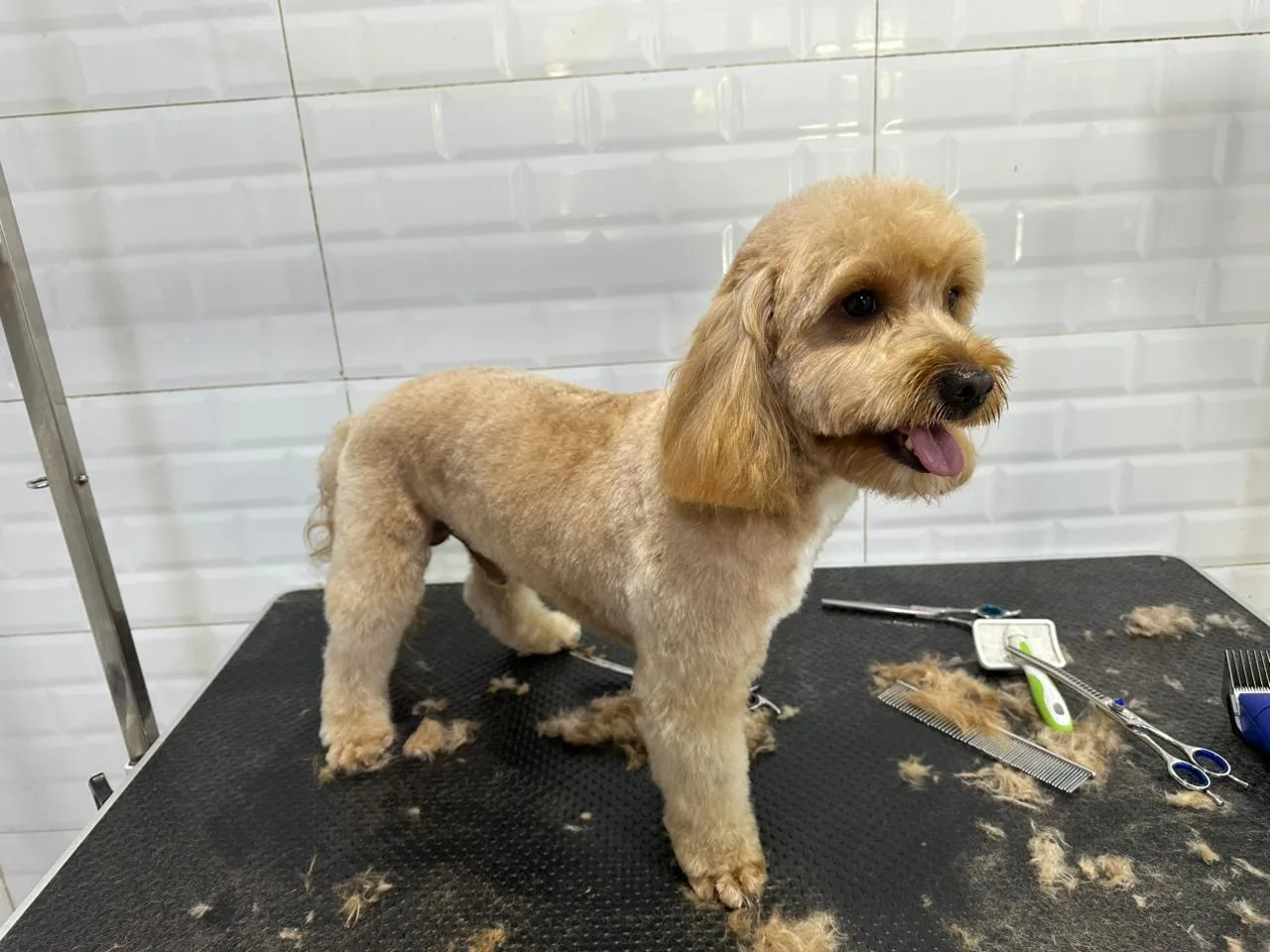 A neatly groomed cavapoo standing after a full groom