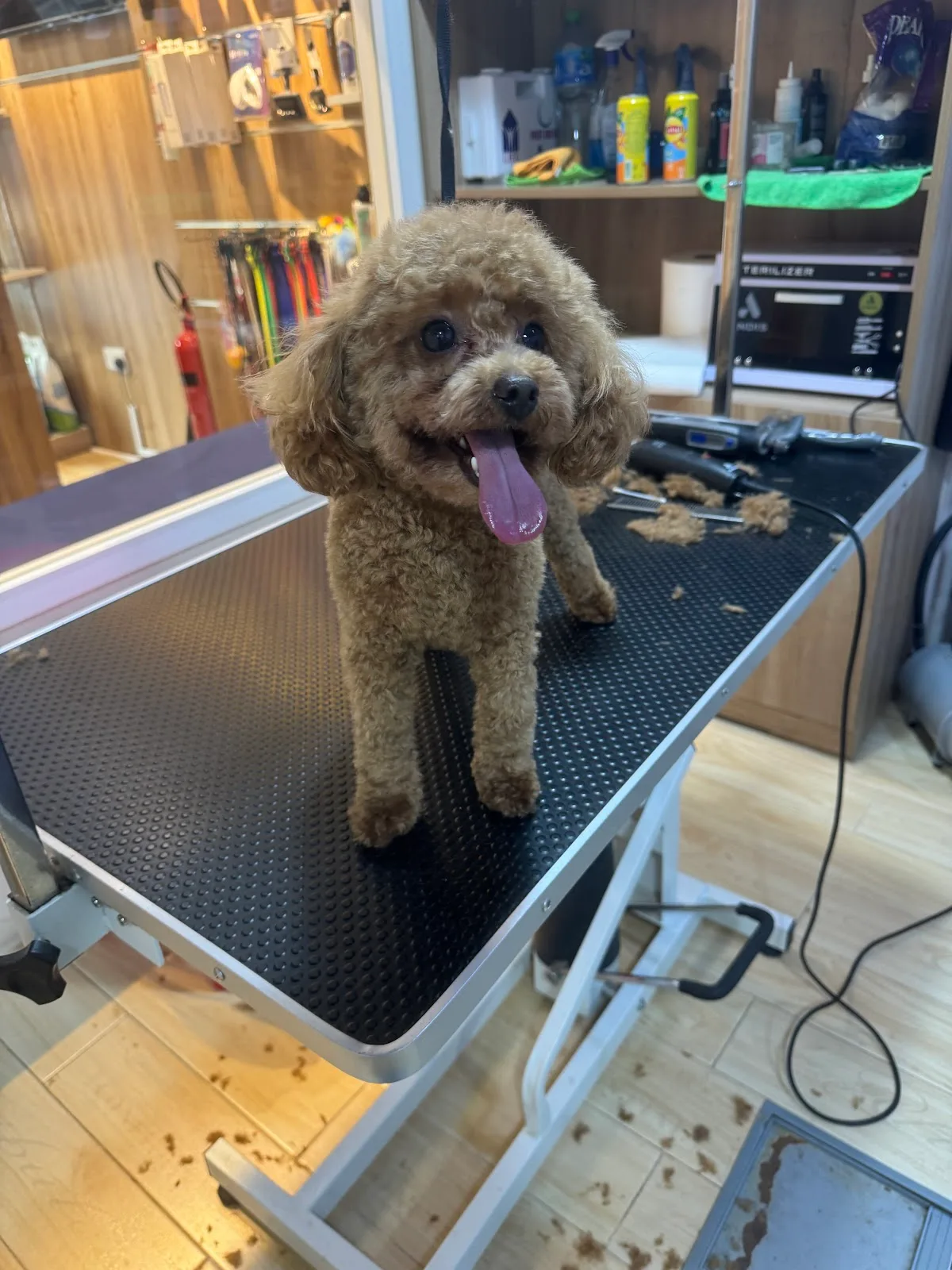 A happy toy poodle on the grooming table