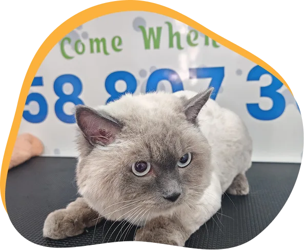 Freshly groomed cat