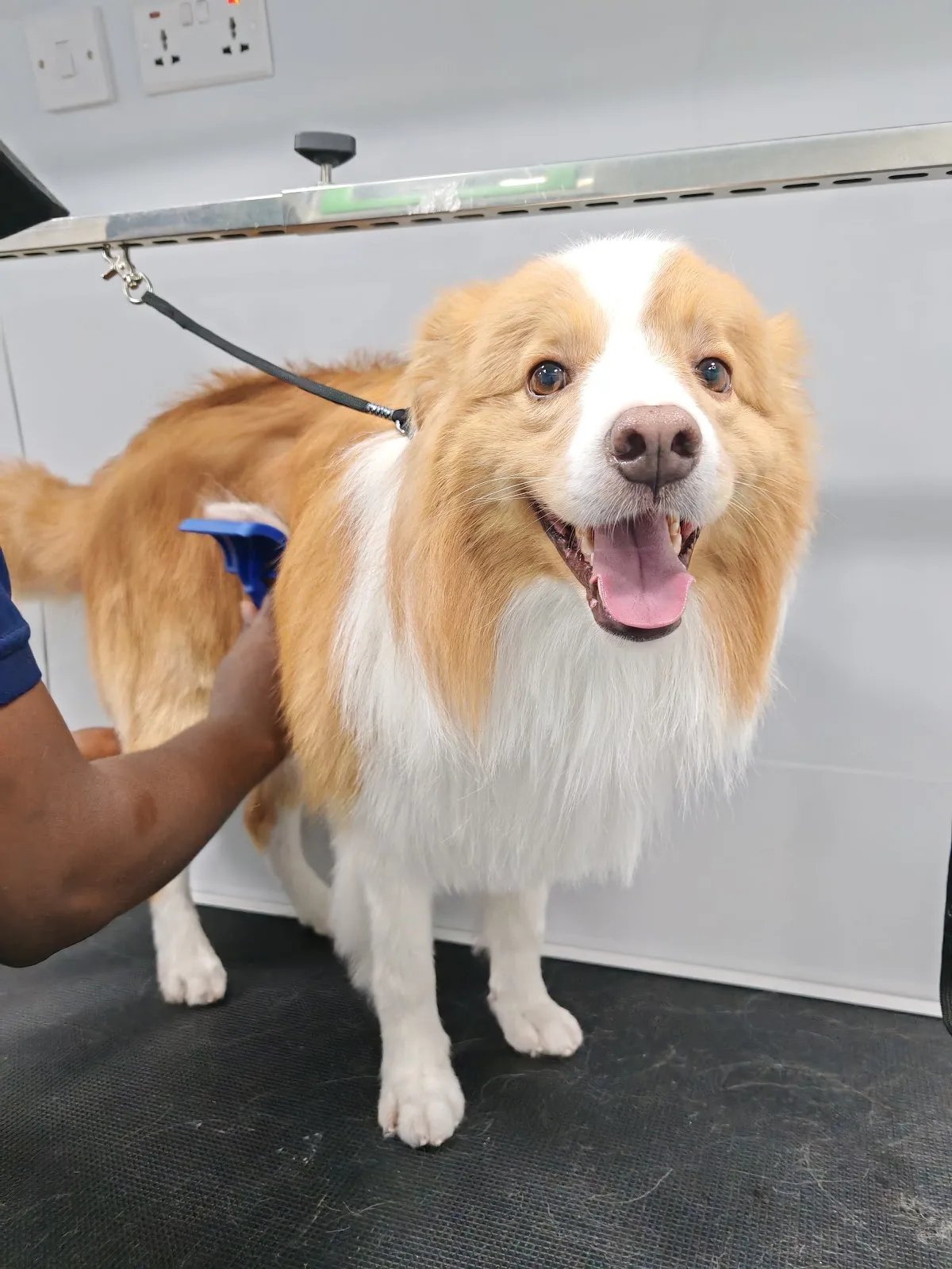 Smiling collie after a full groom