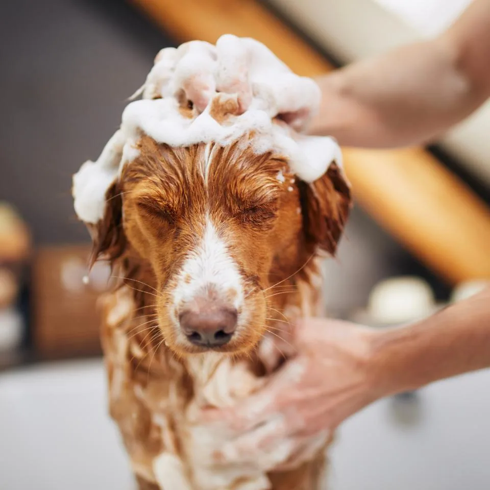 Dog enjoying a foamy bath