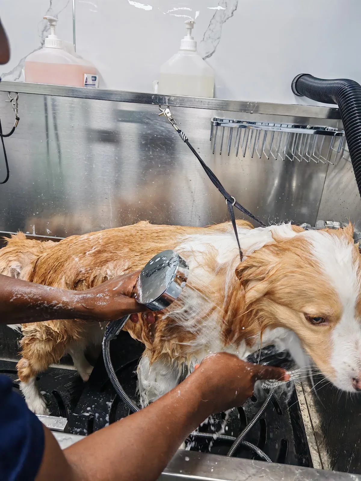 Dog being rinsed at the grooming station