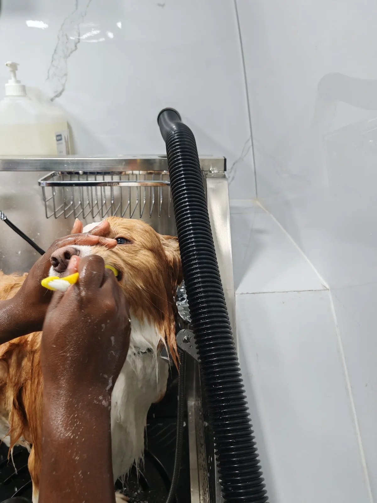 Dog having its teeth brushed during grooming