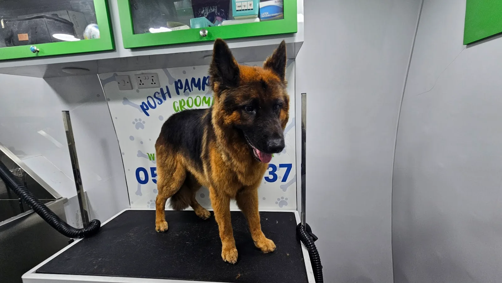 German Shepherd standing calmly inside the grooming van