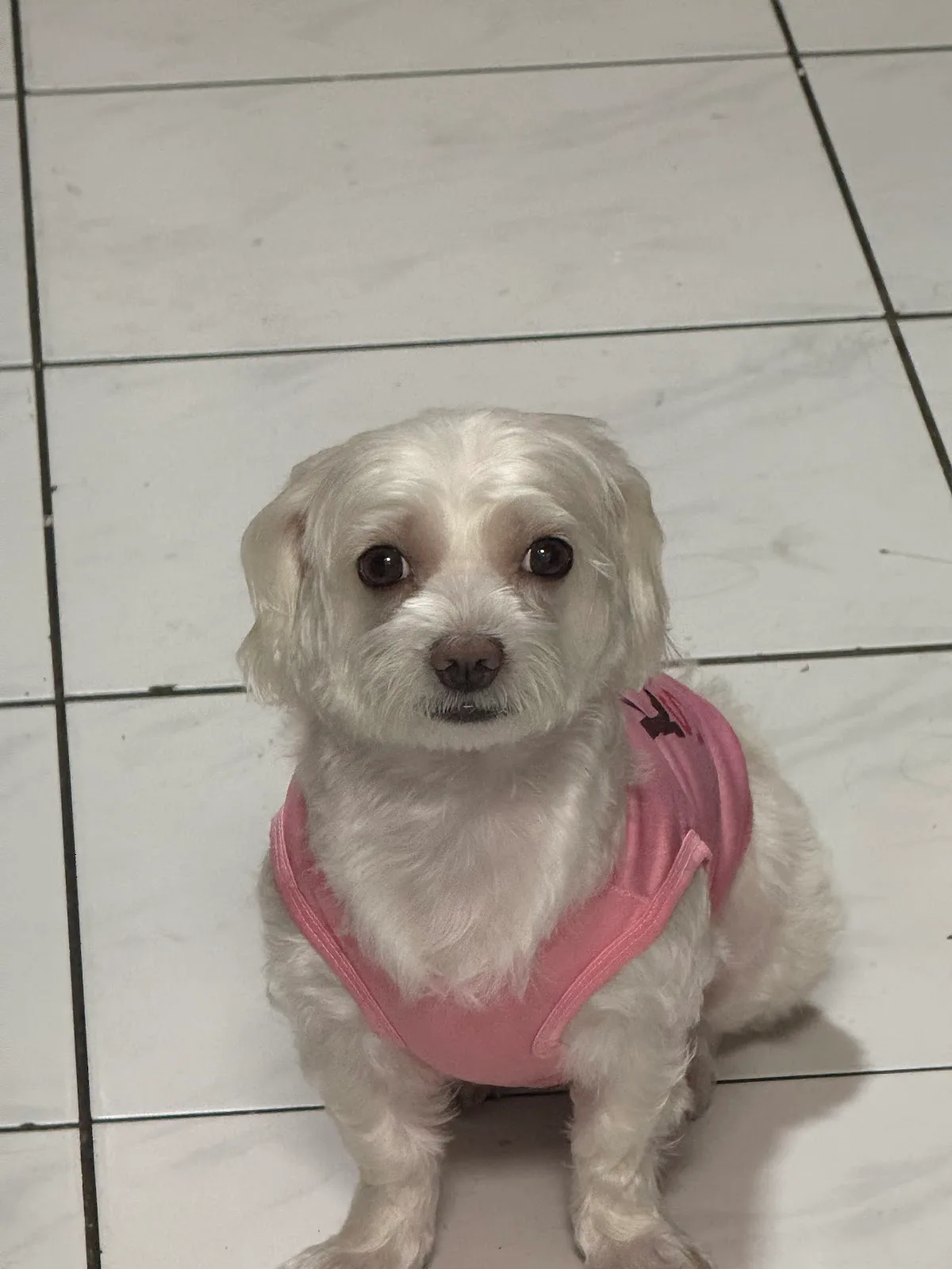White Maltese in a pink harness after grooming
