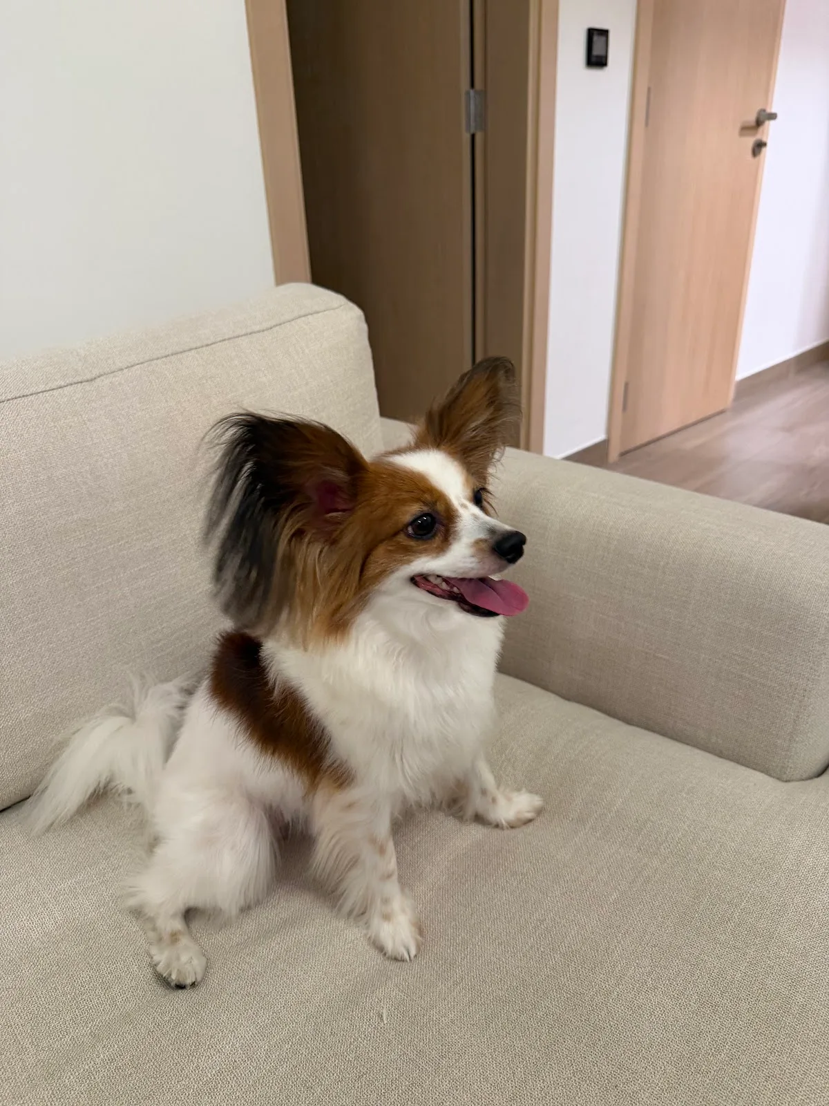 Papillon dog relaxing on a sofa after a groom