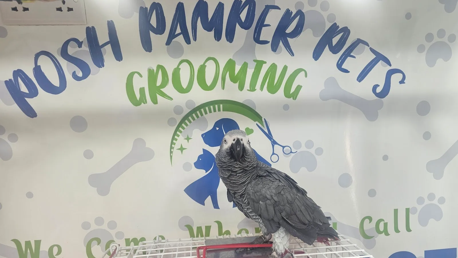 African grey parrot in front of the Posh Pamper branded wall