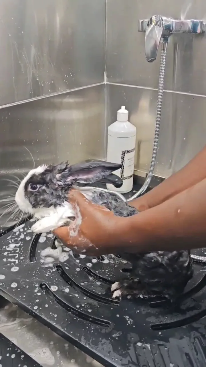 Rabbit being gently bathed