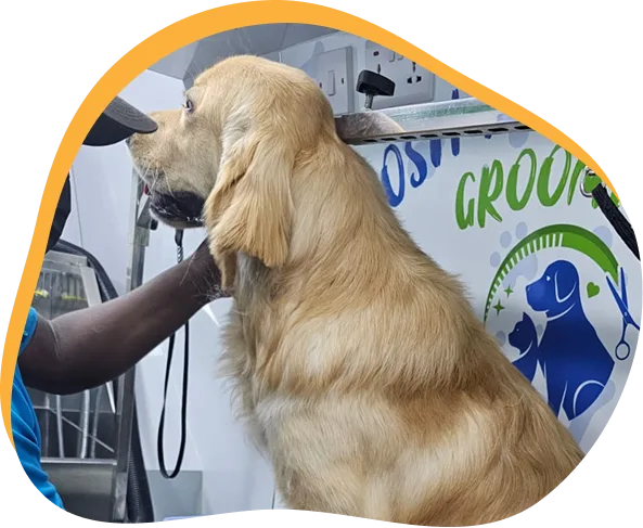 Golden retriever being groomed