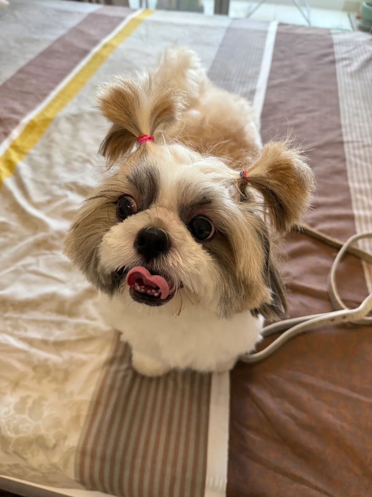 Shih tzu with cute pigtails after styling