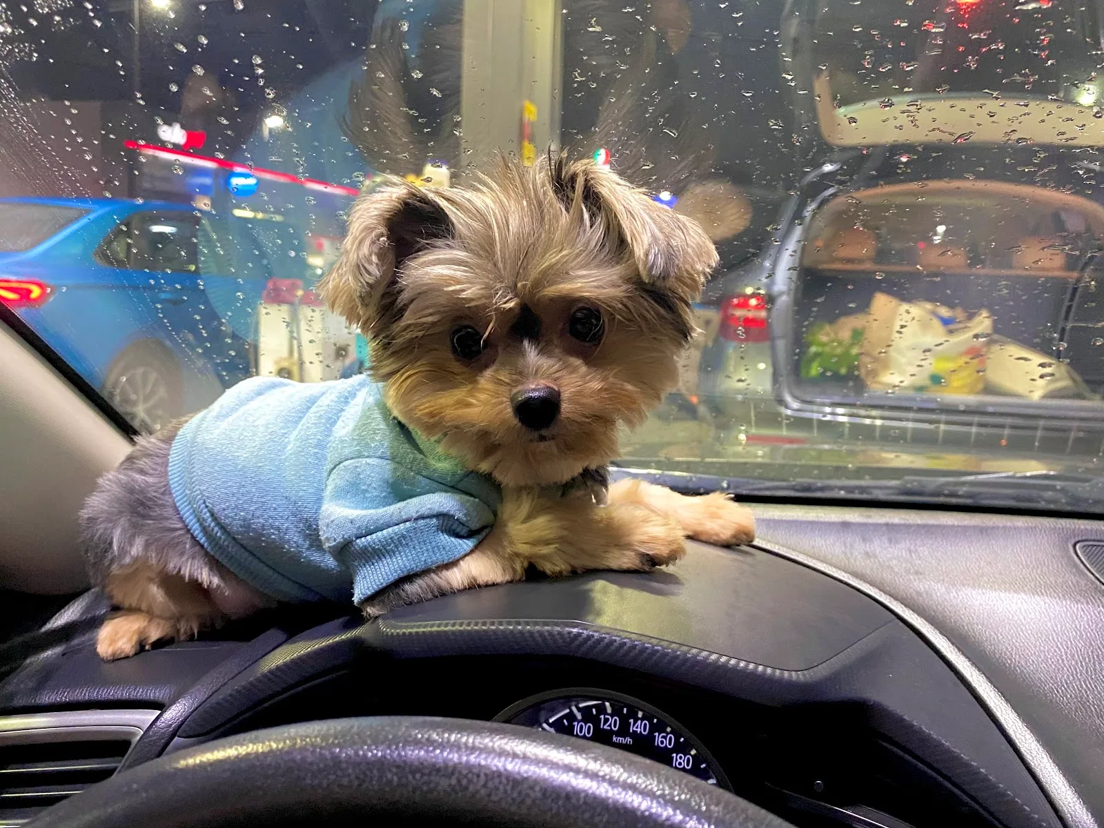 Yorkshire terrier in a blue sweater after grooming