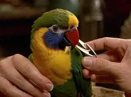 A pet bird receiving gentle grooming care