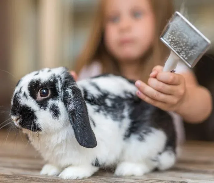 A rabbit being brushed during a grooming session