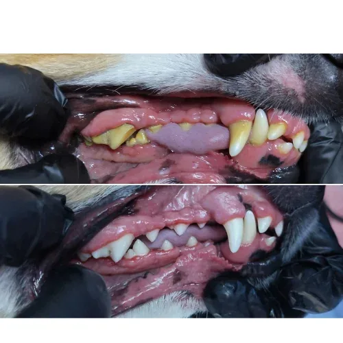 Before and after of a dog's teeth following dental scaling