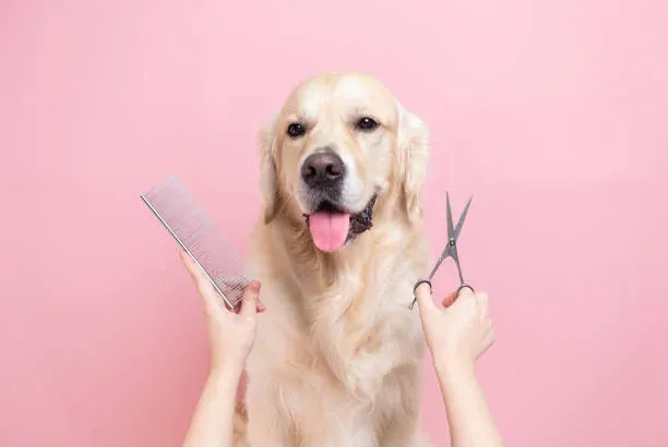 A golden retriever being groomed with comb and scissors