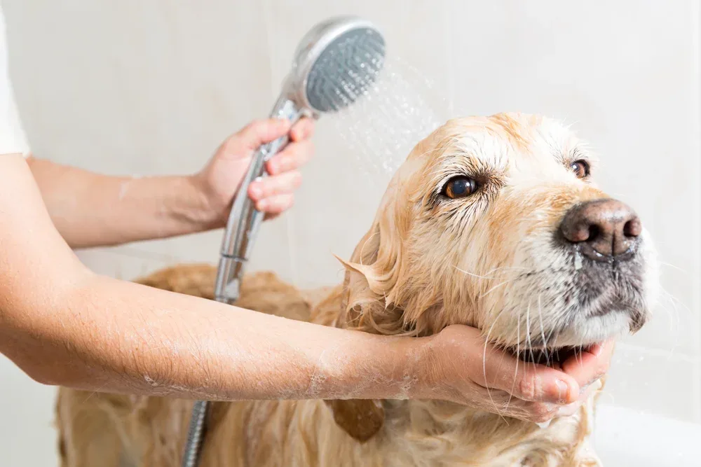 A dog being bathed with a handheld shower