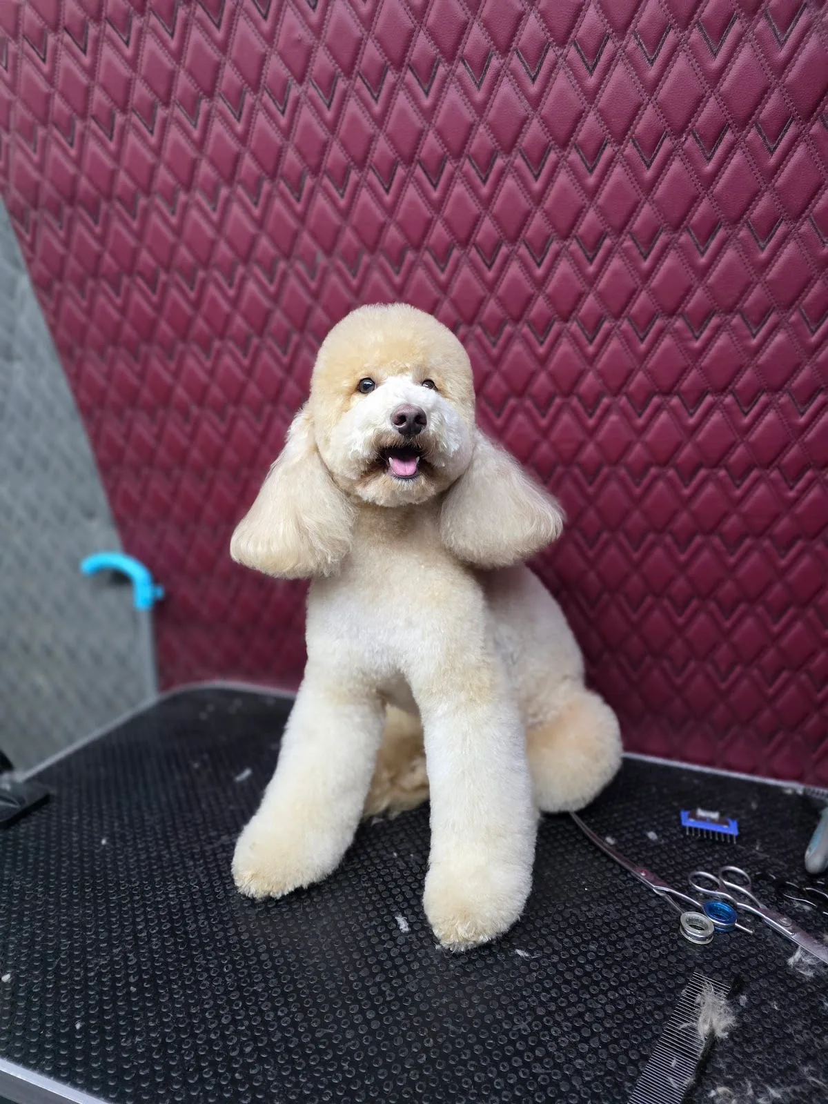A freshly groomed cream poodle looking fluffy and happy after a session with The Furrys