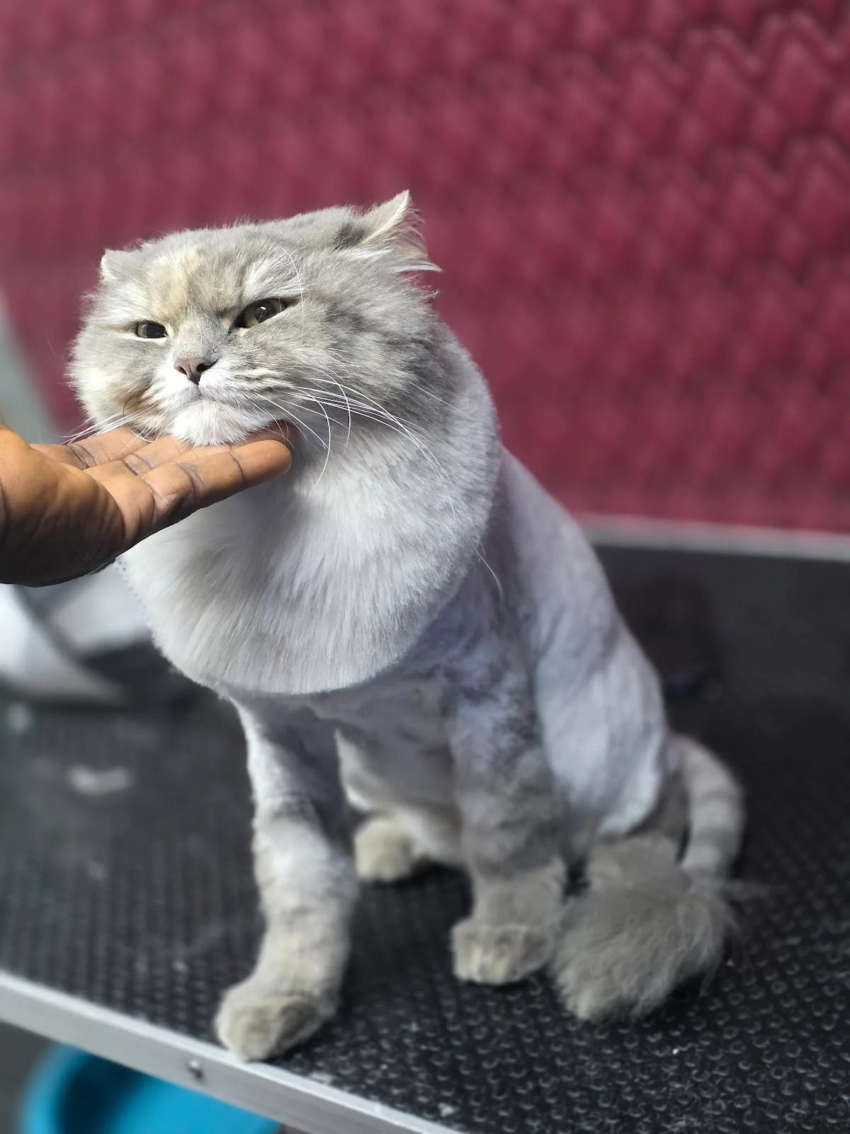 A long-haired cat freshly groomed and tidied
