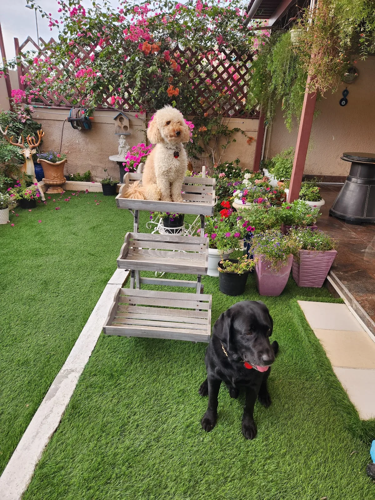 Happy, well-groomed dogs relaxing in a Dubai home garden
