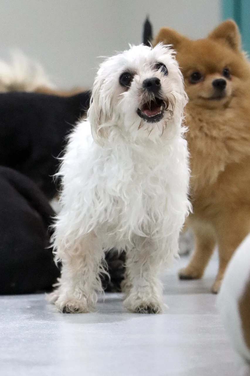A small white dog looking up on the play floor