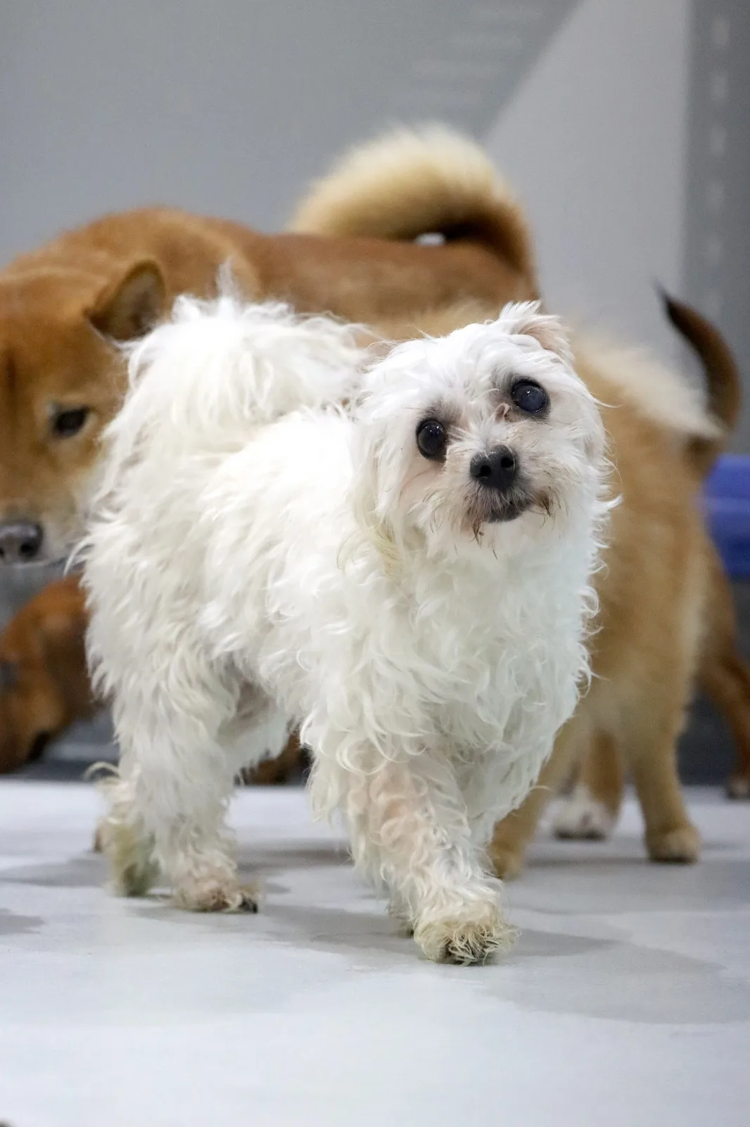 A small white dog walking among the pack