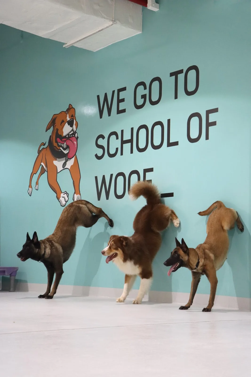 Three dogs in a play-bow against the teal School of Woof mural inside the Dubai facility