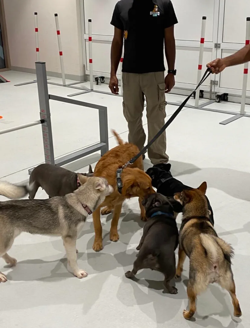 A pack of dogs greeting a handler during a daycare session