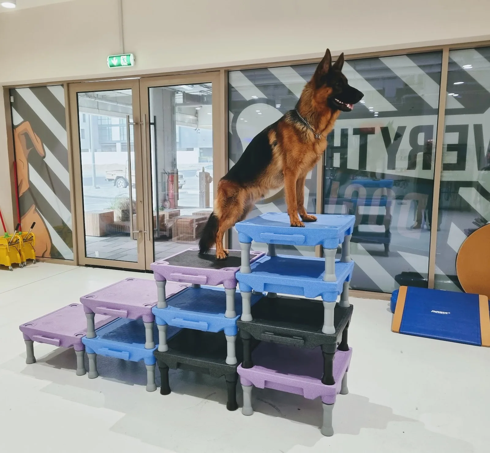 A German Shepherd holding a stand on stacked training platforms