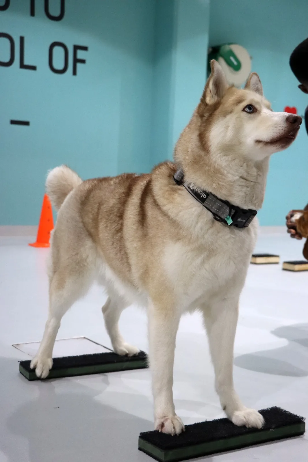 A husky standing on training platforms