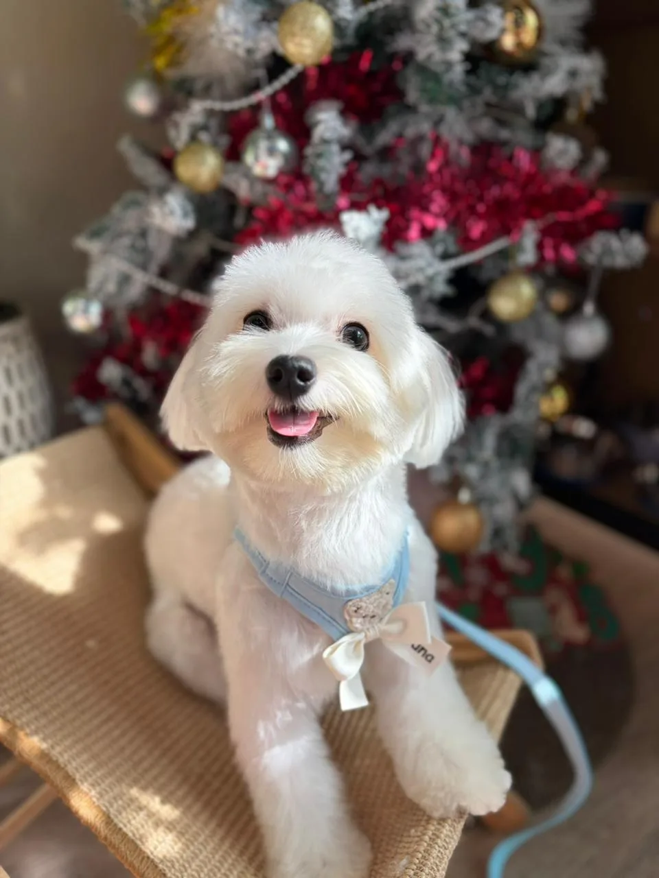 A smiling Maltese in a blue harness