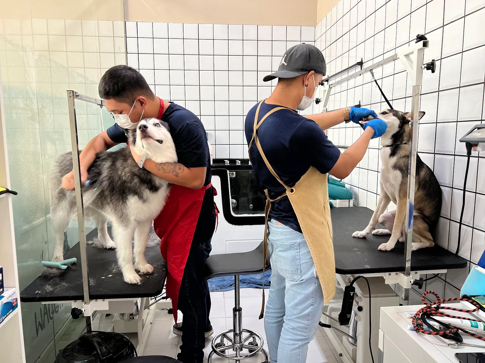 Two groomers carefully grooming huskies
