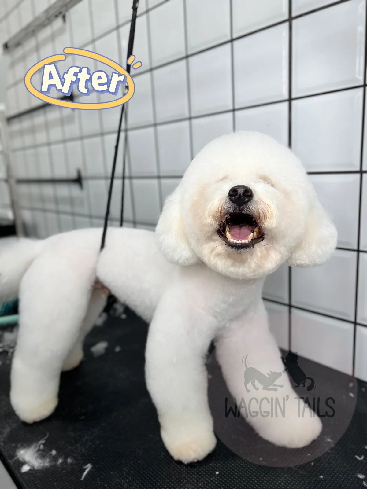 A freshly groomed white Bichon smiling after a full groom at Waggin Tails