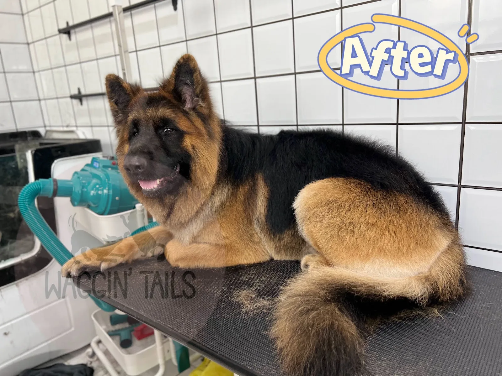 A German Shepherd looking fresh after grooming