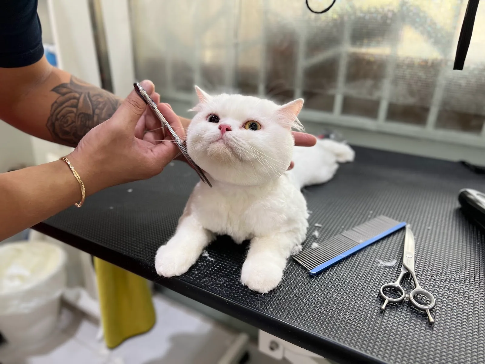 A white cat being gently scissor-groomed