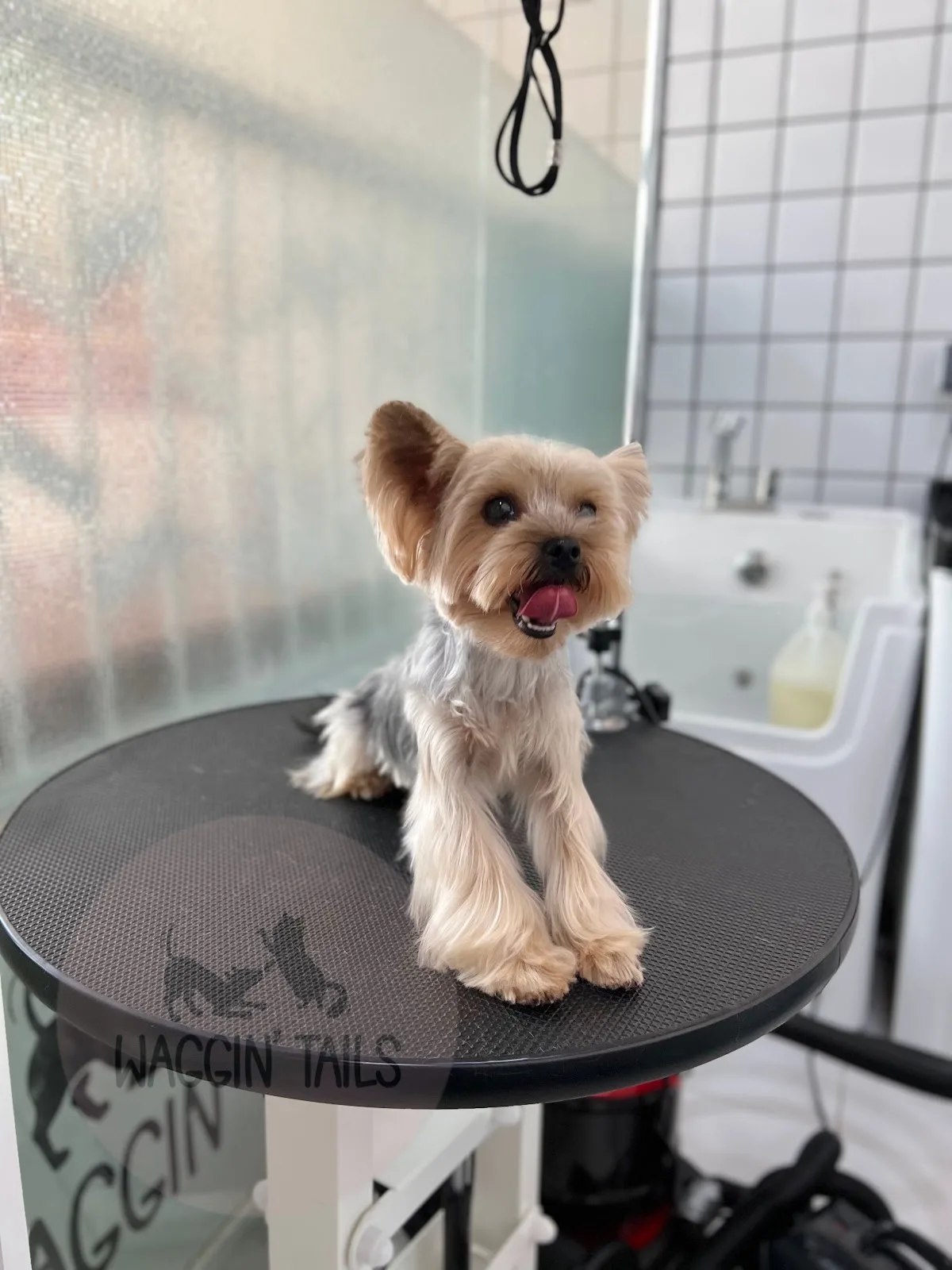 A Yorkshire Terrier on the grooming table