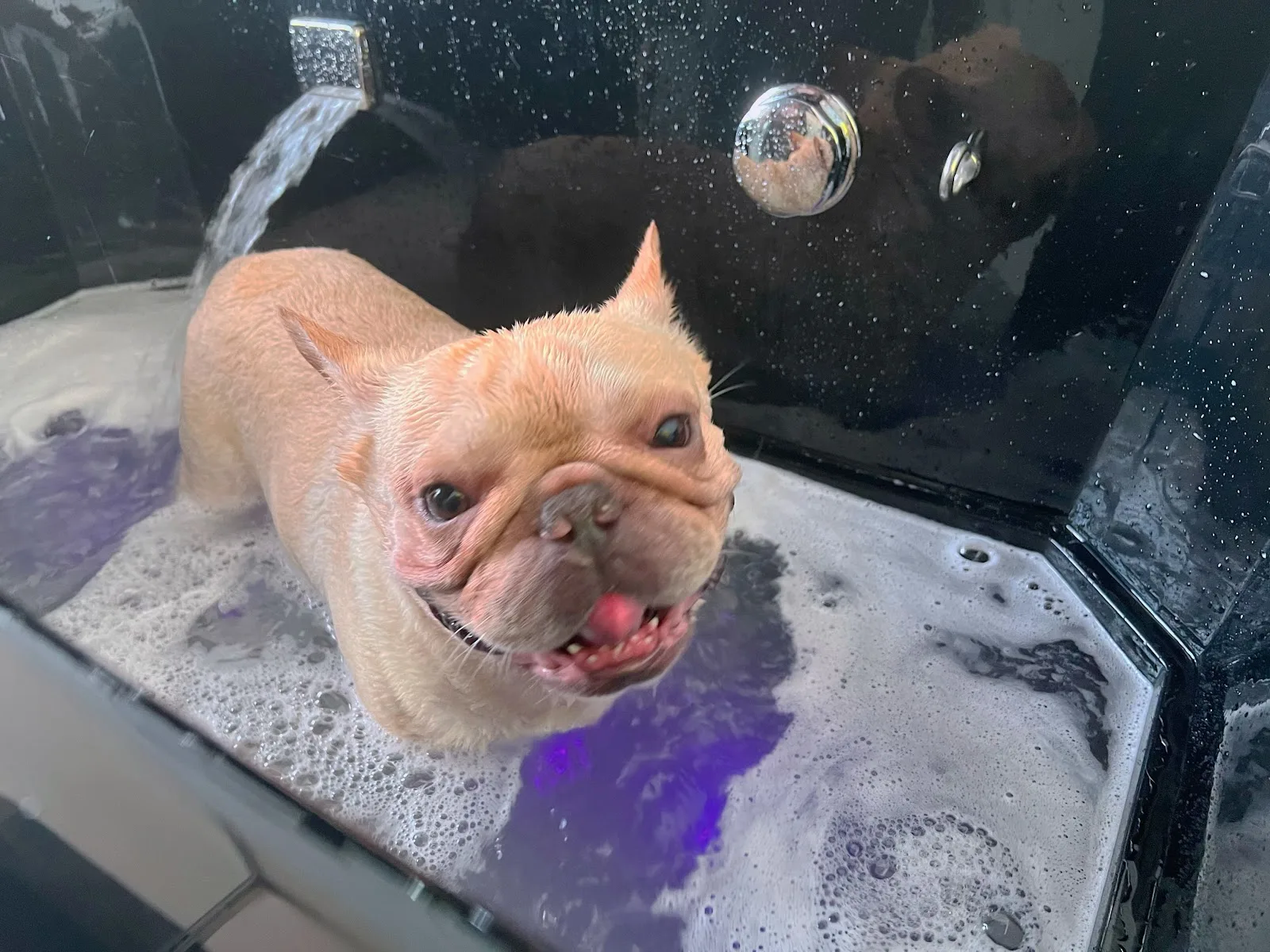 A French Bulldog enjoying a bubbly bath