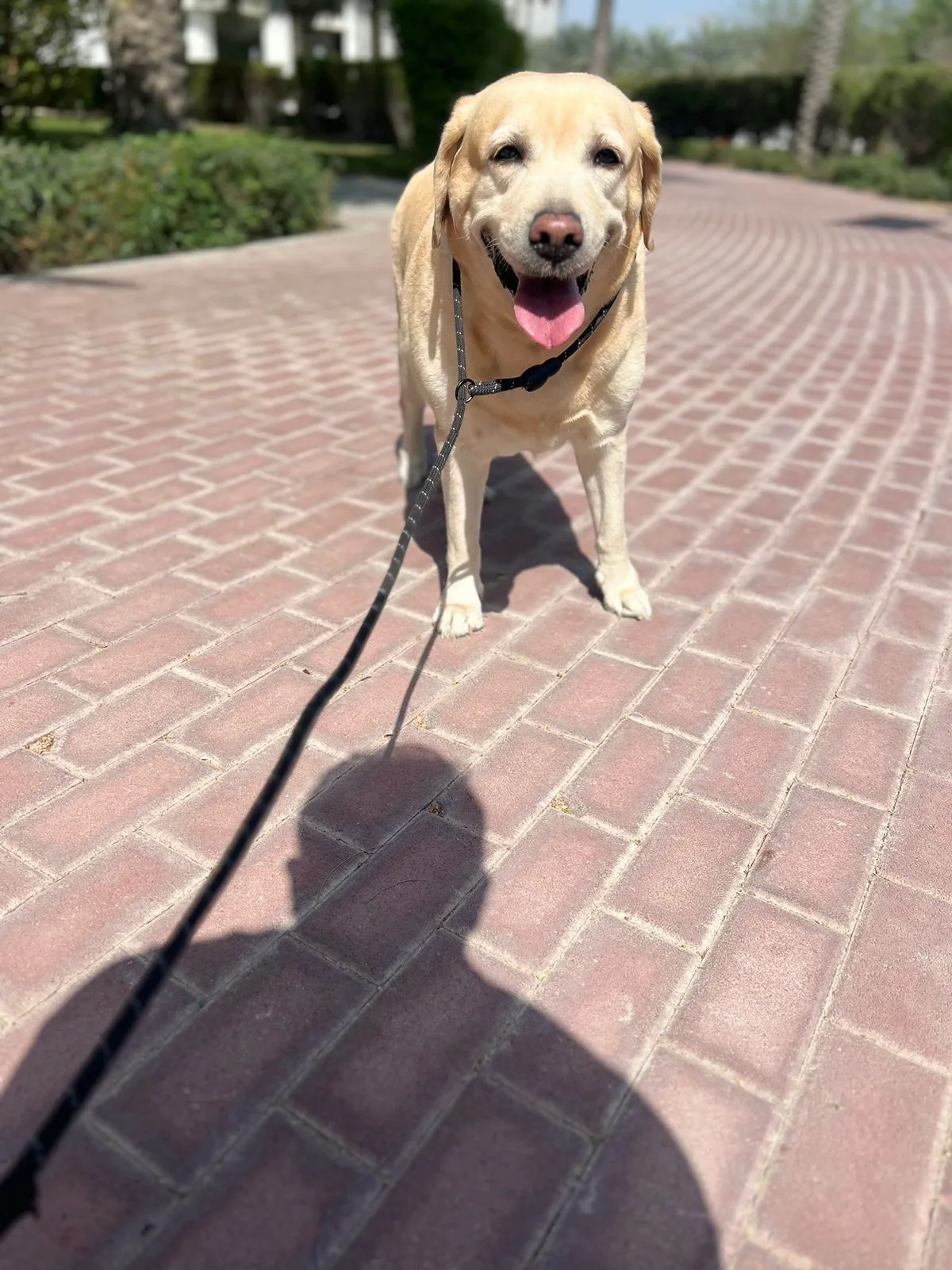 A happy Labrador on a walk