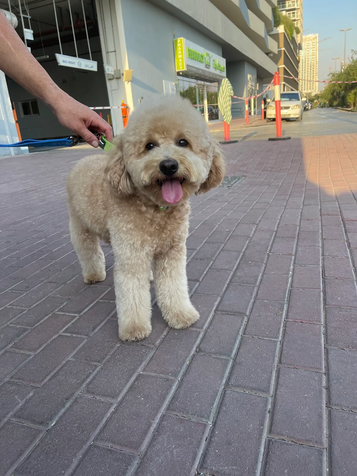 A cream poodle out on a walk in JVC