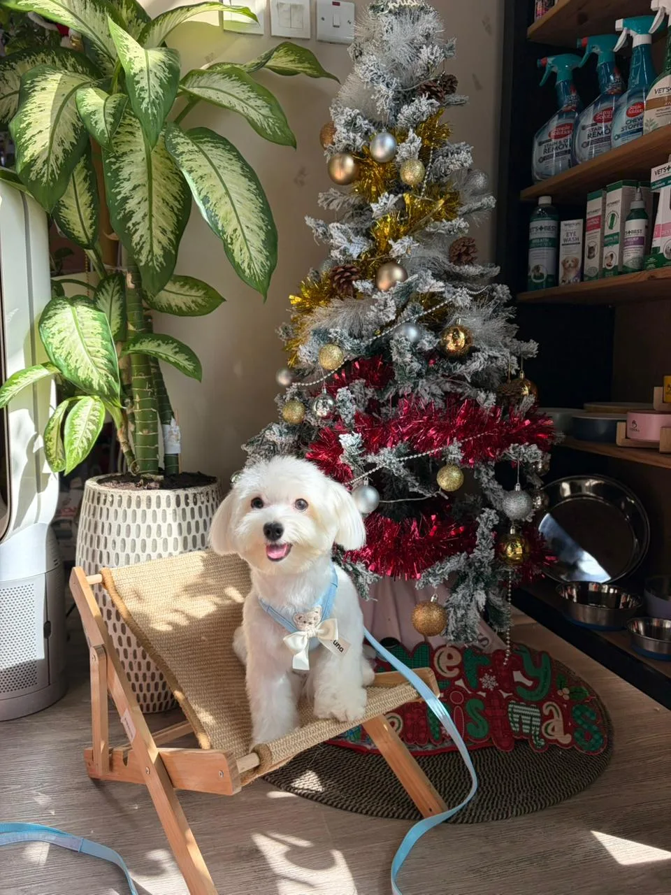 A small white dog relaxing in the Waggin Tails boutique