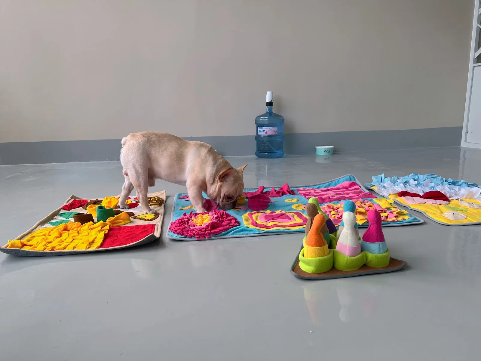 A dog enjoying enrichment snuffle mats during daycare play at Waggin Tails
