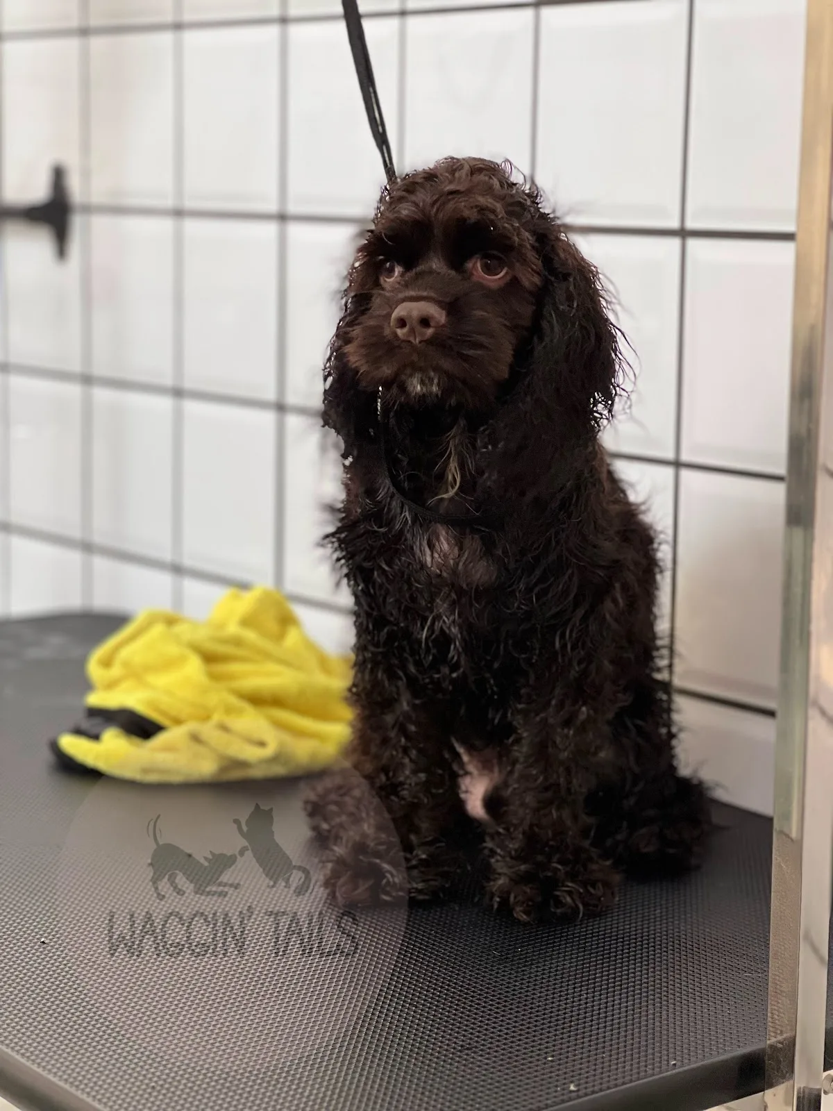 A cockapoo on the table mid-groom