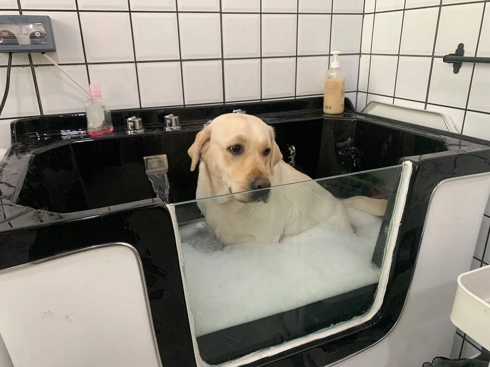 A Labrador relaxing in the spa bath