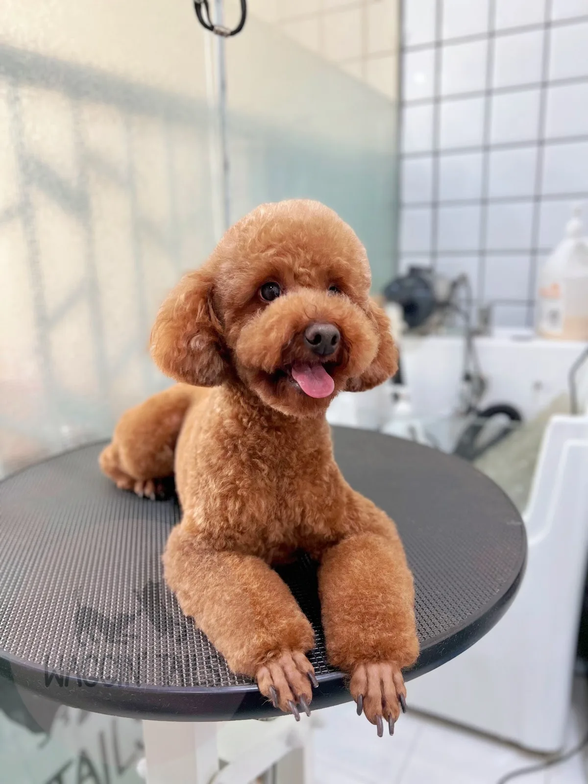A freshly groomed red toy poodle smiling on the grooming table at Waggin Tails