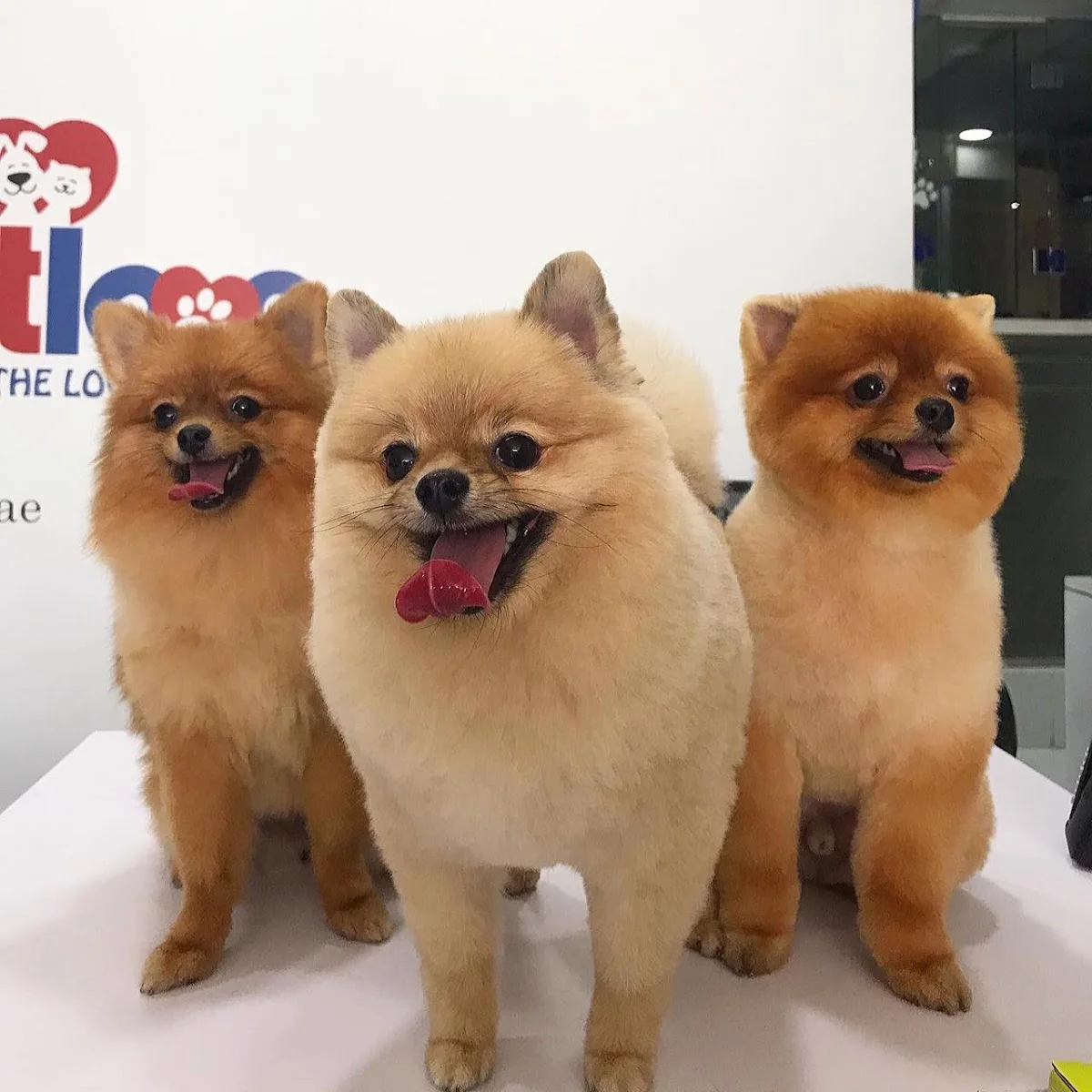 Three freshly-groomed Pomeranians smiling in front of the Petlove logo wall