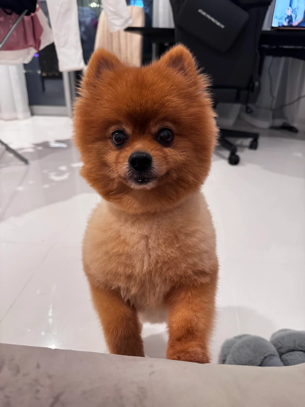 Happy Pomeranian at home, ready for Petlove pet taxi pick-up