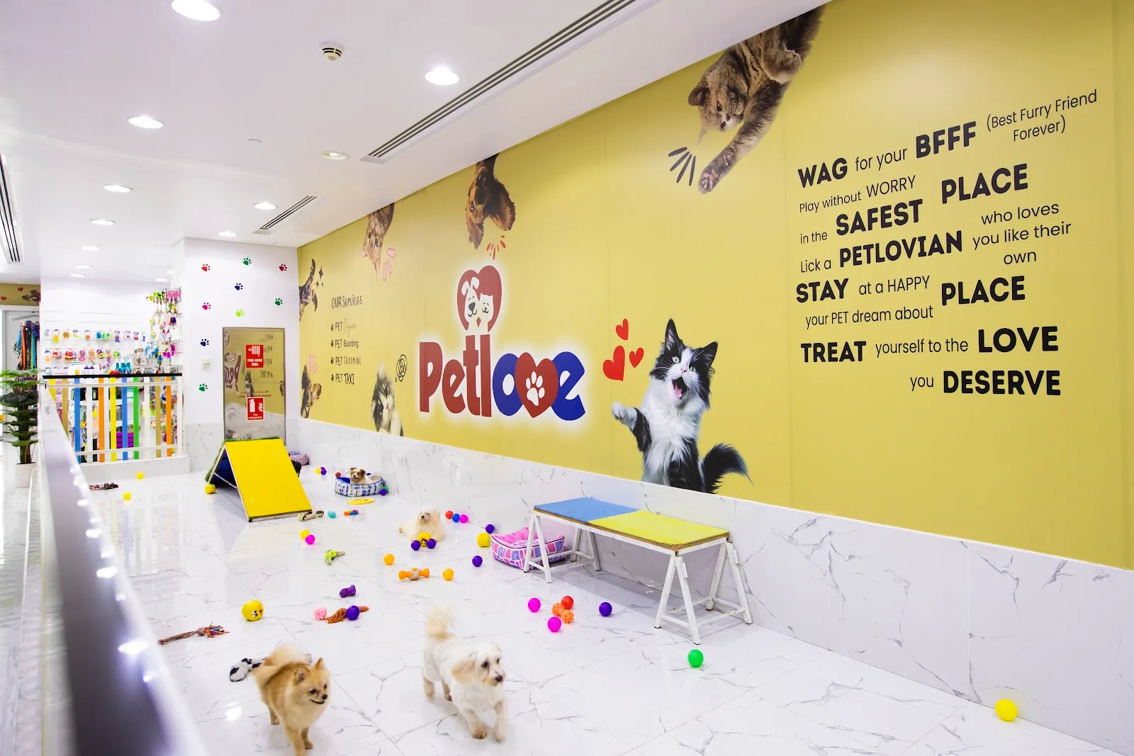 Bright Petlove daycare play area with toys and dogs at play