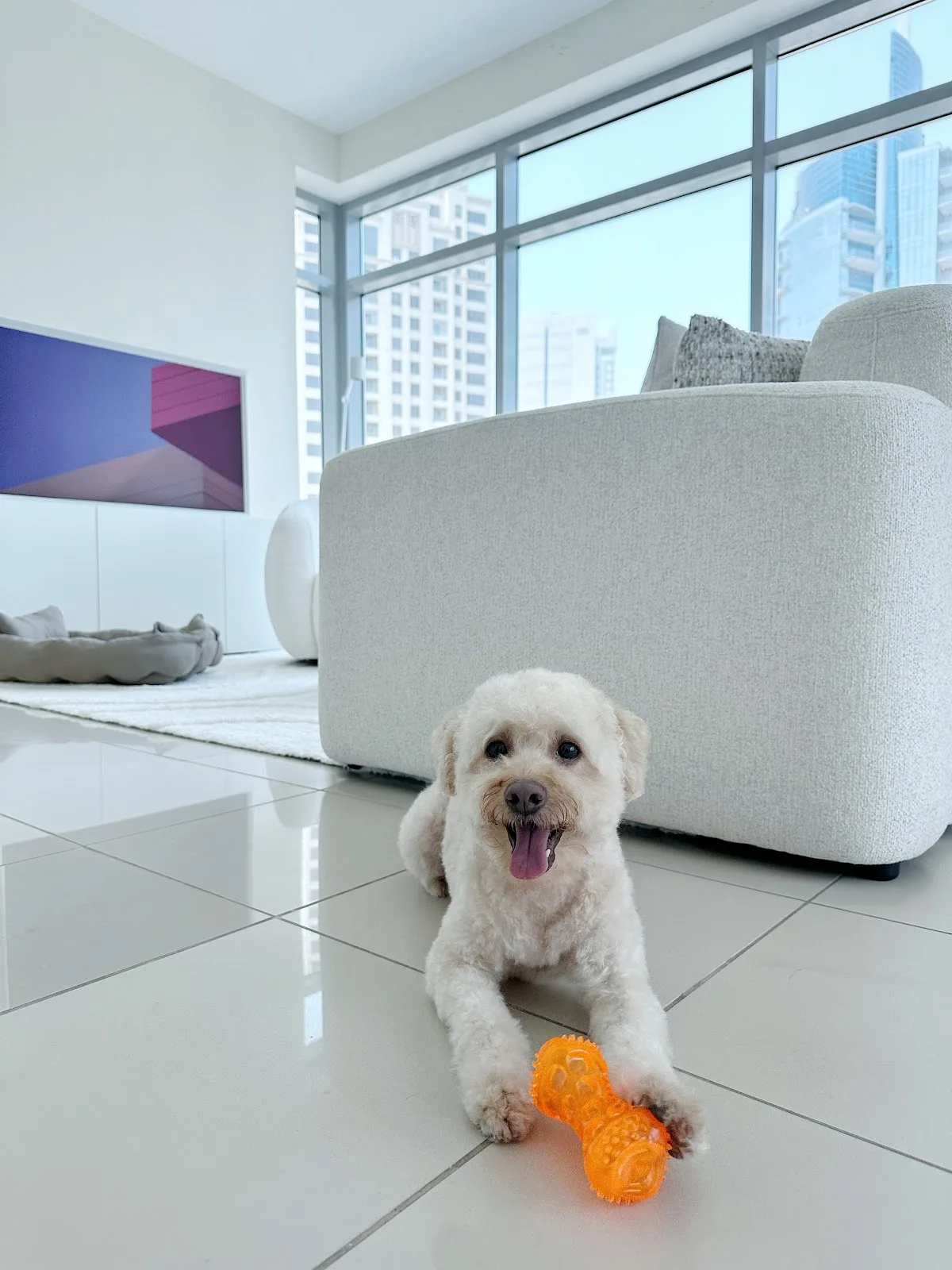 Small white dog relaxing at home with a Petlove toy