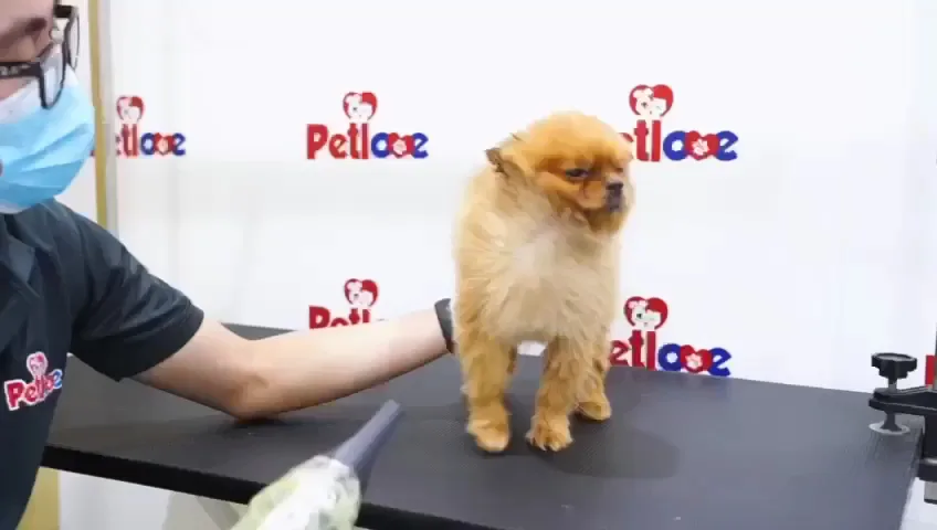 Groomer styling a Pomeranian against the Petlove backdrop