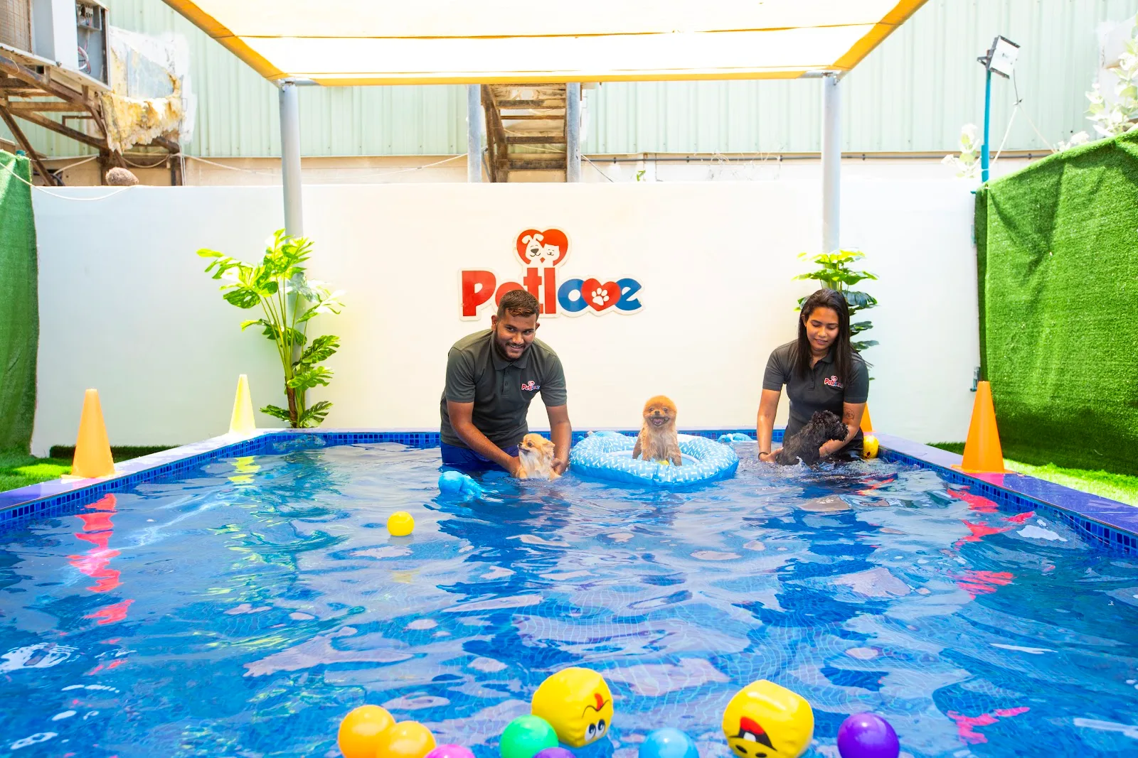 Petlove team helping small dogs swim in the splash pool